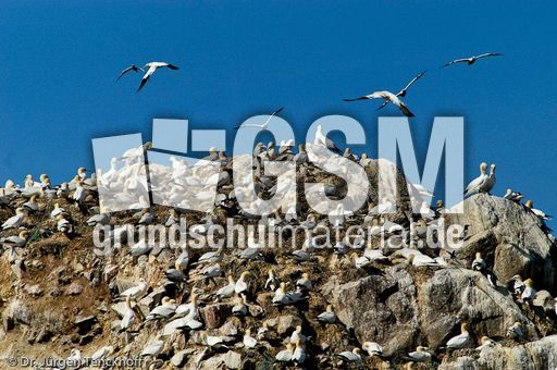 Basstölpel (5 von 24).jpg